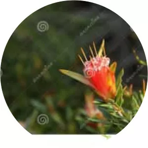 Lambertia formosa
