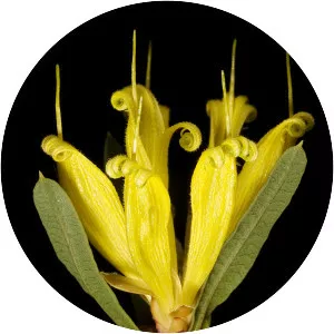 Lambertia multiflora