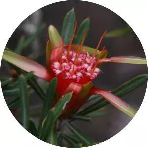 Lambertia - Plants