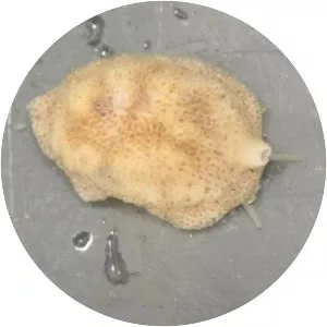 Lamellaria perspicua