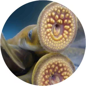 Lamprey