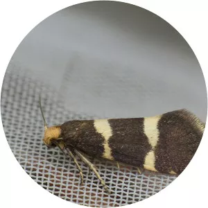 Lampronia flavimitrella - 
