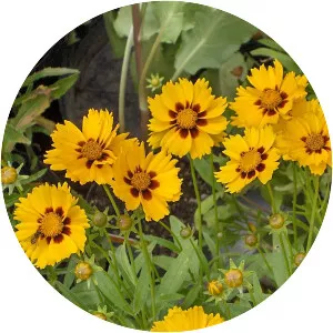 Lance-leaved coreopsis