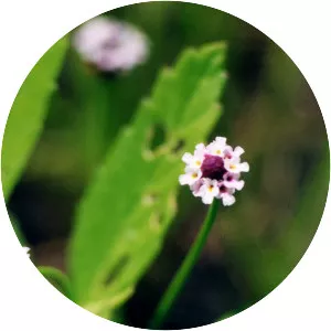 Lanceleaf fogfruit - 