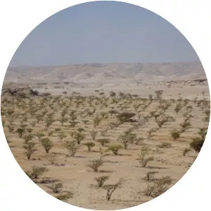 Land of Frankincense - 