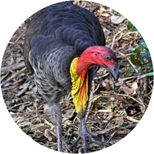 Landfowl