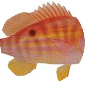 Lane snapper - Fish