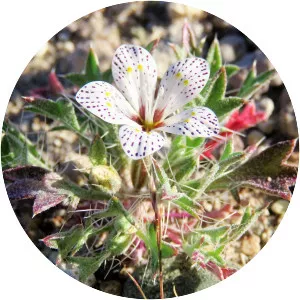 Langloisia setosissima