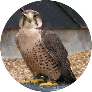 Lanner falcon