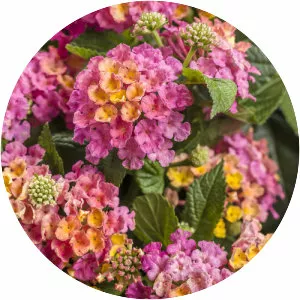 Lantanas