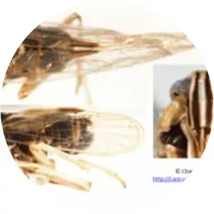 Laodelphax striatellus - 