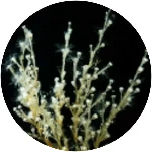Laomedea flexuosa - 