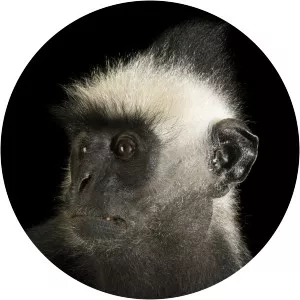 Laotian langur - 