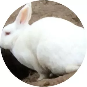 Lapin blanc danois
