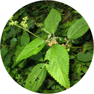 Laportea bulbifera - 