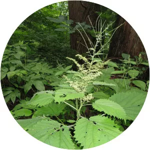 Laportea cuspidata - 