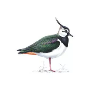 Lapwing