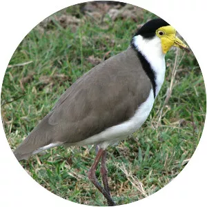 Lapwings