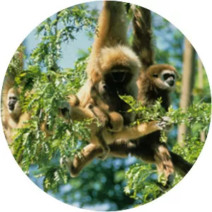 Lar gibbon