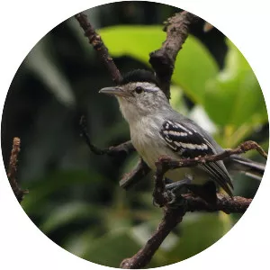 Large-billed antwren