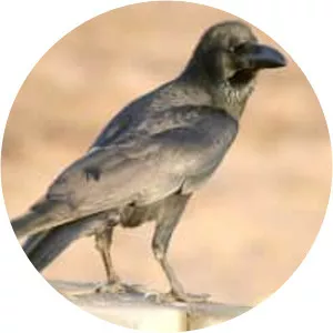 Large-billed crow