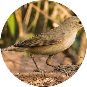 Large-billed reed warbler