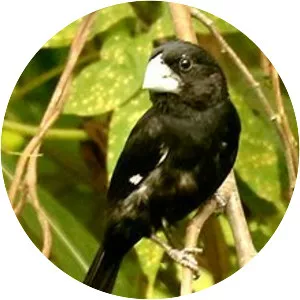 Large-billed seed finch - Bird