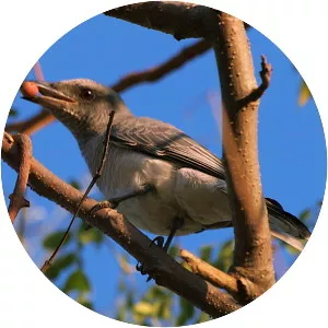 Large cuckooshrike - Bird