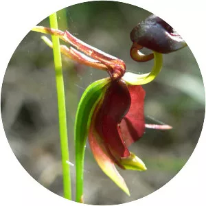 Large duck orchid - Plants