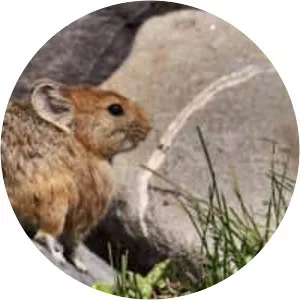 Large-eared pika - Animal