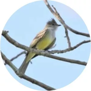 Large elaenia - Bird