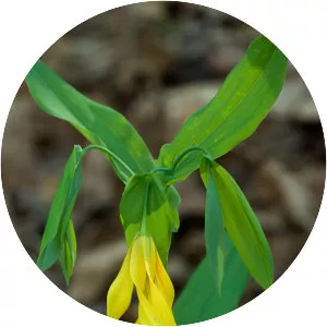 Large-flowered bellwort - Plants