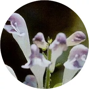 Large-flowered Skullcap