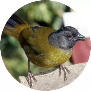 Large-footed finch