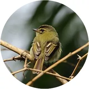 Large-headed flatbill