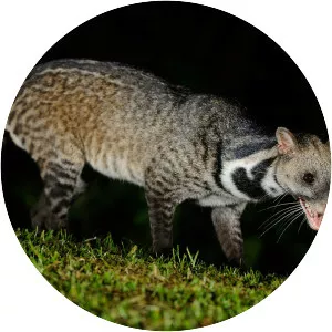 Large Indian civet - Animal