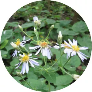 Large-leaved aster