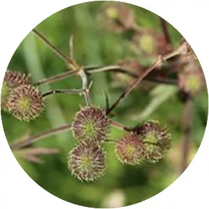 Large-leaved avens - Plants