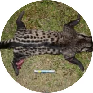 Large-spotted civet - Animal