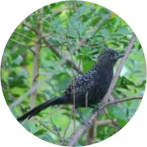 Large-tailed antshrike
