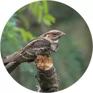 Large-tailed nightjar
