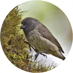 Large tree finch - Bird