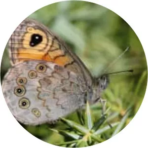 Large wall brown (Esmer boncuk)