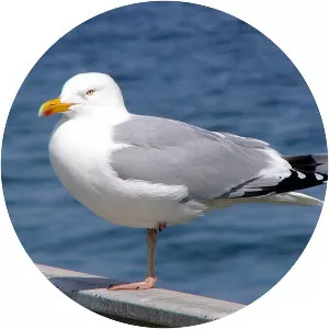 Large white-headed gulls
