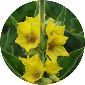 Large yellow loosestrife