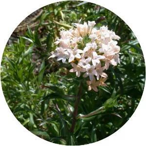 Largeflowered collomia