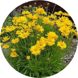 Large-flowered tickseed