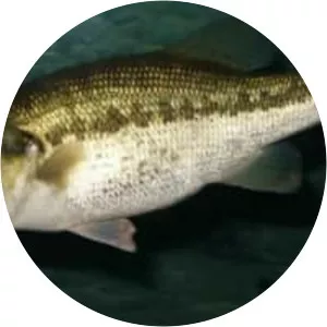 Largemouth bass
