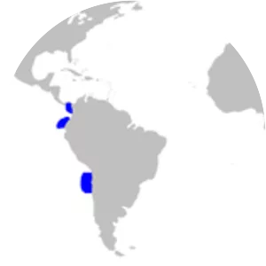 Largenose catshark - Sharks