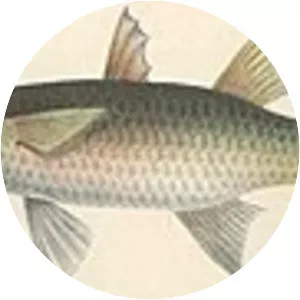 Largescaled mullet - 